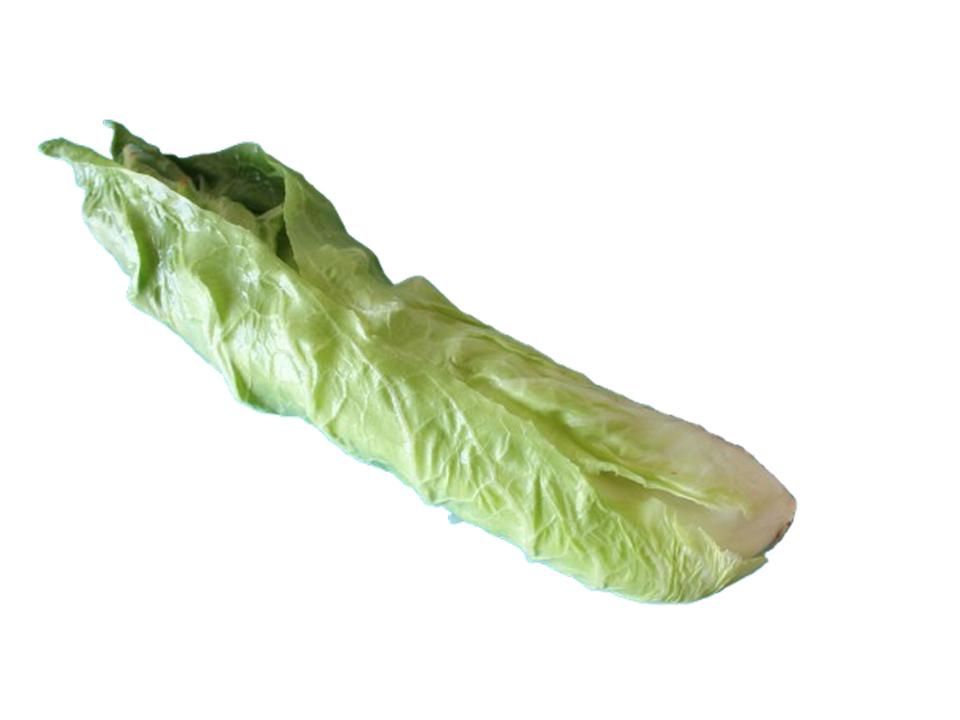 Radicchio pan di zucchero biologico