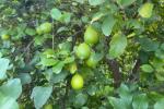 Limone verdello biologico su pianta