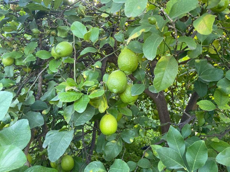 Limone verdello biologico su pianta