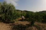 Giardino di piante di limoni dell'azienda agricola Il Noto