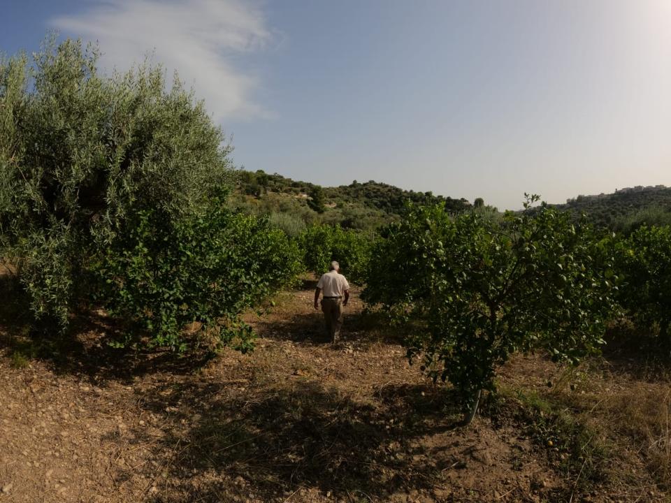 Giardino di piante di limoni dell'azienda agricola Il Noto